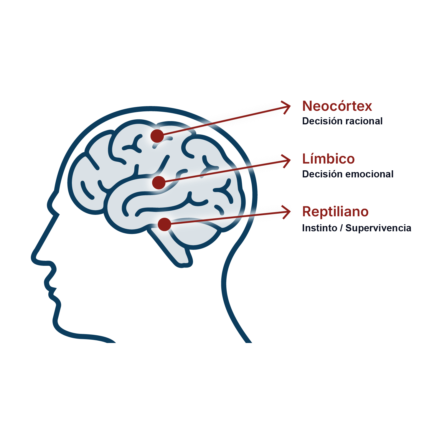 Diagrama del cerebro: Neocórtex, Límbico y Reptiliano